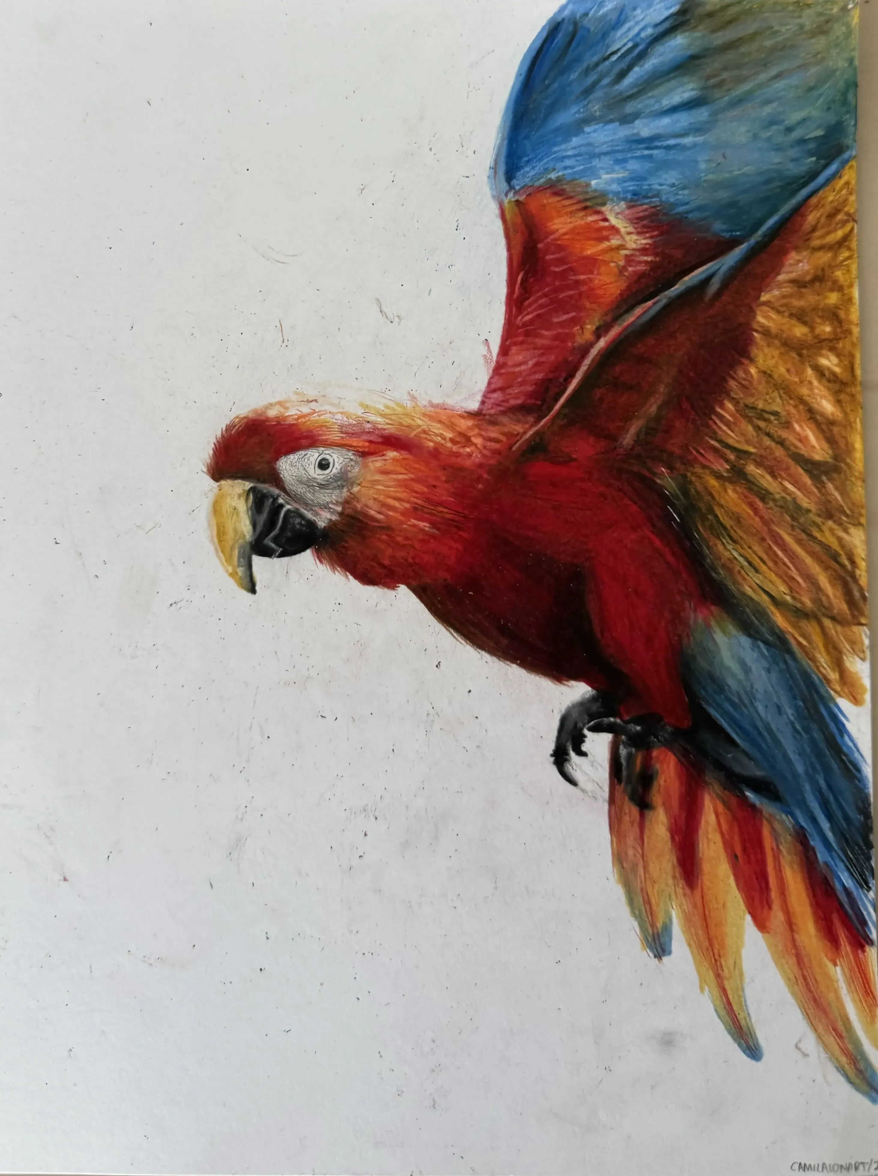 Guacamaya — Color pencil